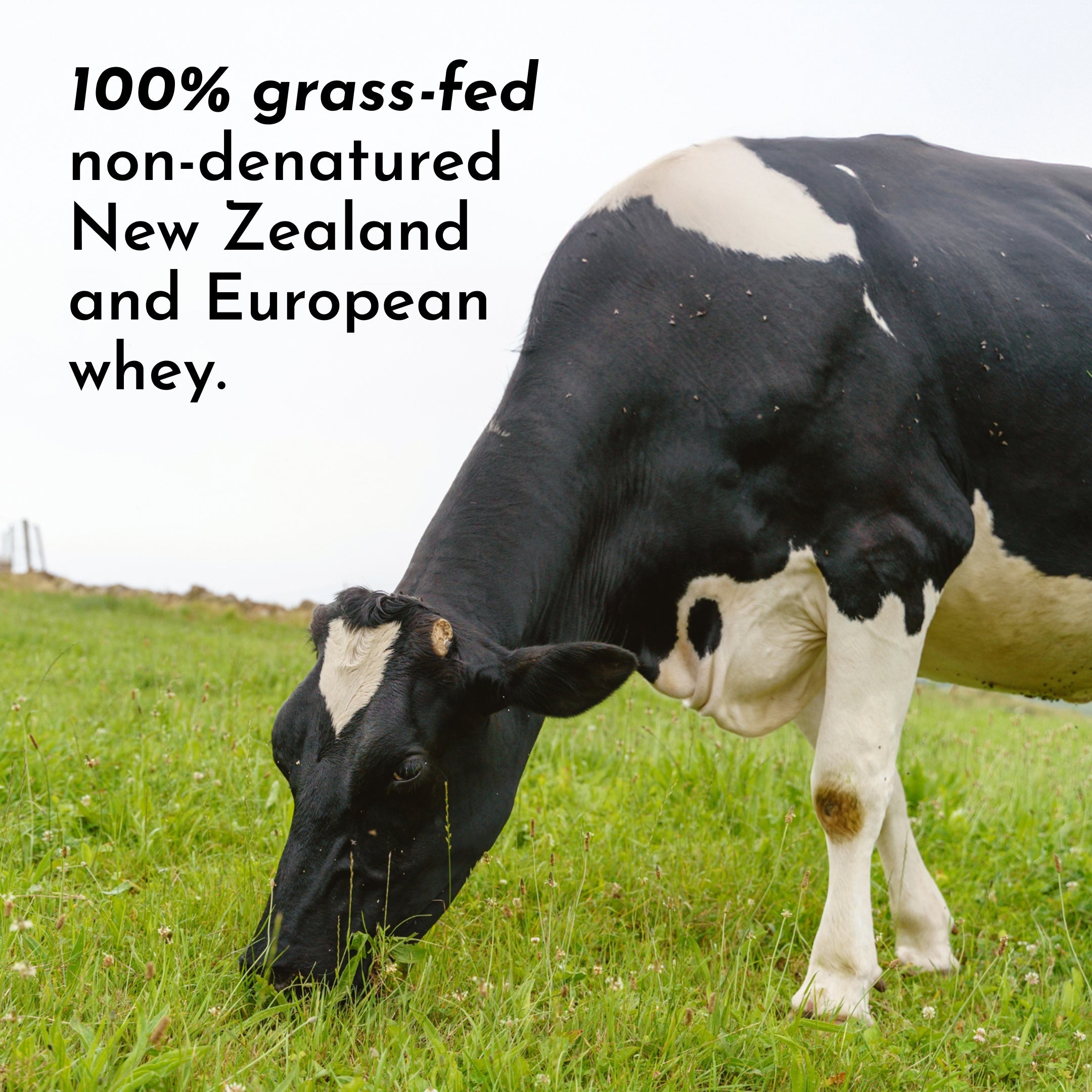 Roasted Peanut Butter Chocolate Protein Powder