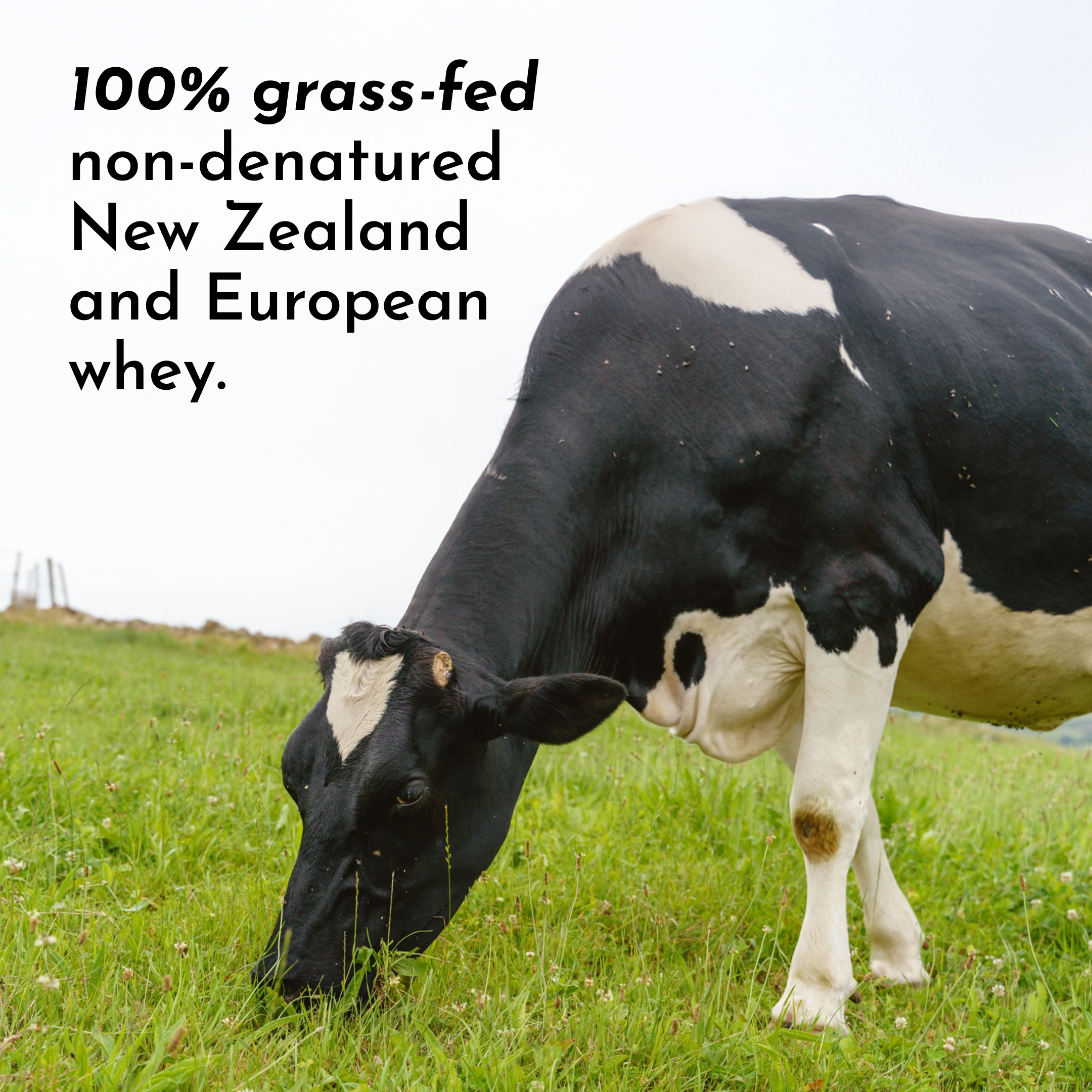 Daneise's Double Chocolate Protein Powder